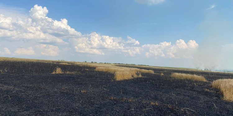 В Тараклийской районе пожар уничтожил 35 гектаров пшеницы