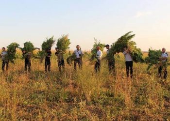 В Оргееве полиция уничтожила плантацию мака и конопли