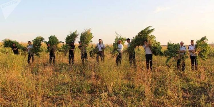 В Оргееве полиция уничтожила плантацию мака и конопли