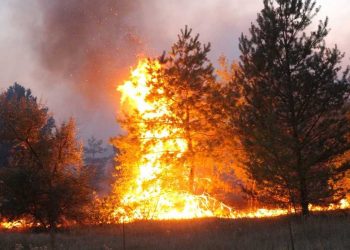 В Румынии с мощным пожаром борются спасатели и местные жители