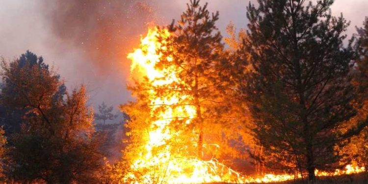 В Румынии с мощным пожаром борются спасатели и местные жители