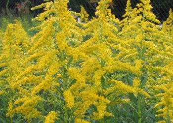 Владельцев участков, где растет амброзия будут штрафовать