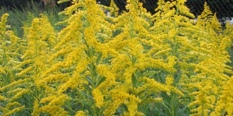 Владельцев участков, где растет амброзия будут штрафовать