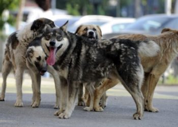 Locuitorii din trei sectoare ale capitalei ar putea scăpa de maidanezi. O companie privată a început capturarea și sterilizarea animalelor | VIDEO