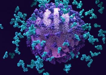 Ученые нашли «суперантитело» против COVID-19