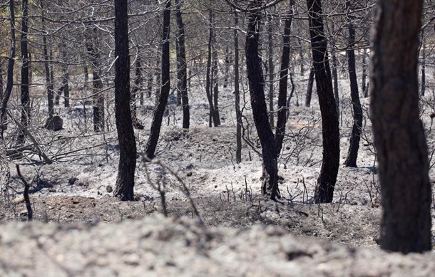 Лесные пожары вспыхнули в трех регионах Испании | FOTO