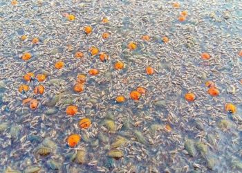 Под Одессой в национальном парке погибли миллионы божьих коровок | VIDEO