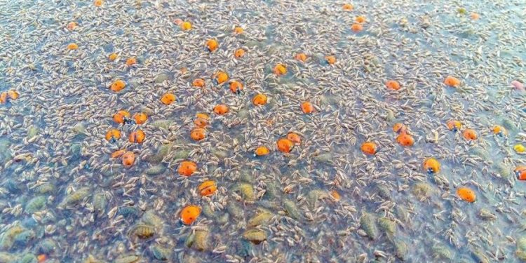 Под Одессой в национальном парке погибли миллионы божьих коровок | VIDEO