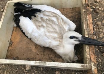 Необычная спасательная операция: Пожарные помогли птенцам аиста, выпавшим из гнезда