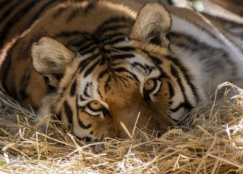 Американский зоопарк начал прививать животных от коронавируса