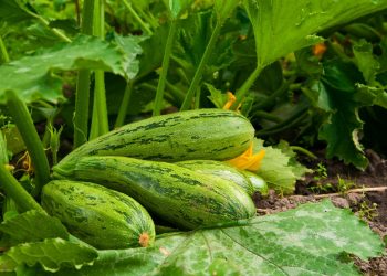 Un agricultor din Anenii Noi, nevoit să arunce la coș tone de dovlecei din cauza că nu-i poate realiza: Ce facem, noi murim | VIDEO