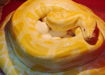 Un bărbat a fost mușcat de un piton în timp ce era pe vasul de toaletă