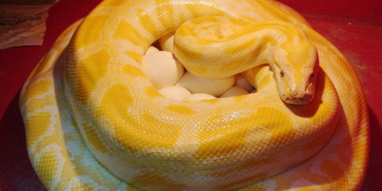 Un bărbat a fost mușcat de un piton în timp ce era pe vasul de toaletă