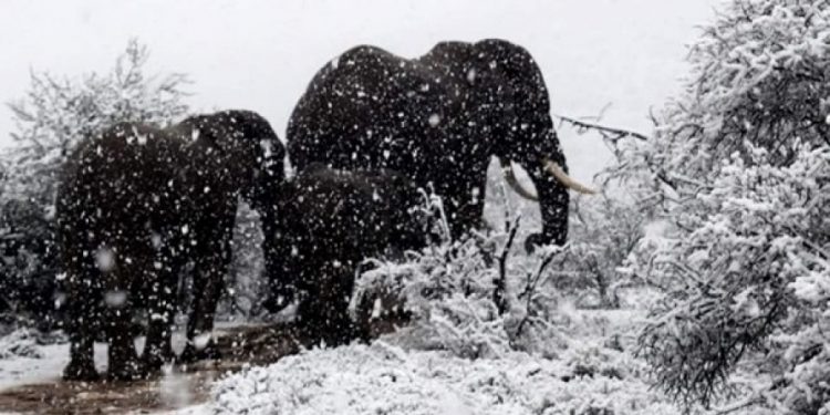 На юге Африки зафиксированы рекордные морозы
