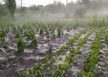 Ploile cu grindină au provocat agricultorilor pagube de peste 246 de milioane de lei. Ministrul Agriculturii: Solicităm ajutor din partea Guvernului | VIDEO