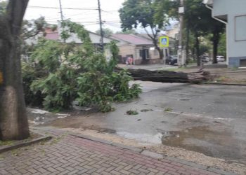 Un copac, doborât de ploaie și vânt a blocat traficul pe una din intersecțiile aflate în centrul capitalei | FOTO