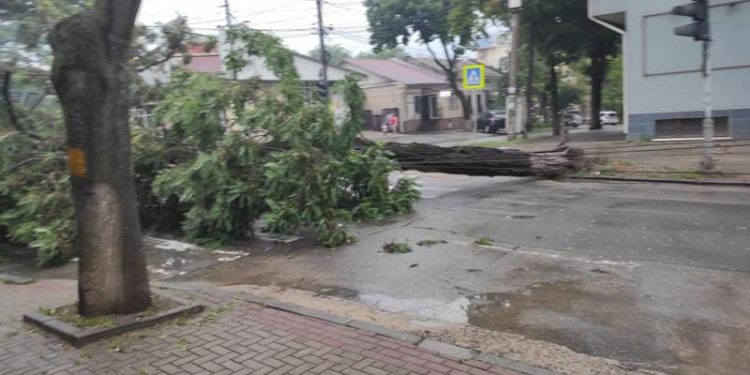 Un copac, doborât de ploaie și vânt a blocat traficul pe una din intersecțiile aflate în centrul capitalei | FOTO