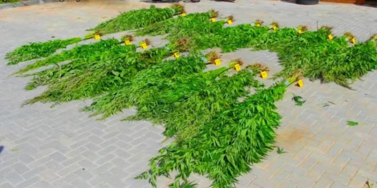 Peste 800 de fire de cânepă, depistate în grădina unui bărbat din Criuleni | VIDEO