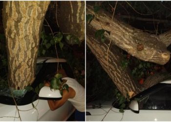 Vântul a făcut ravagii în capitală: Un șofer a găsit copacul, sub care s-a parcat, în salonul mașinii | FOTO