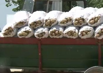 Fermierii români aruncă pe câmp tone de legume, nemulțumiți de prețurile prea mici din piață | VIDEO