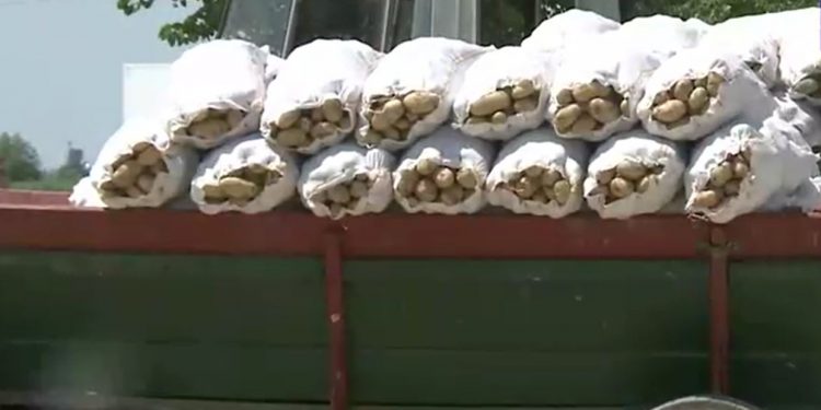 Fermierii români aruncă pe câmp tone de legume, nemulțumiți de prețurile prea mici din piață | VIDEO