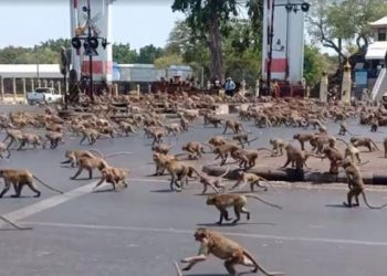 Улицы города в Таиланде заполонили сотни голодных макак | VIDEO