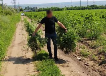200 de plante de cânepă, crescute pe ascuns pe un câmp cu floarea-soarelui | VIDEO