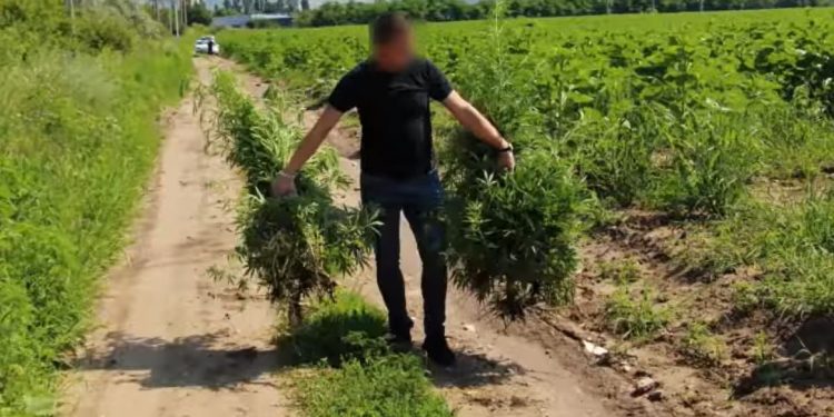 200 de plante de cânepă, crescute pe ascuns pe un câmp cu floarea-soarelui | VIDEO
