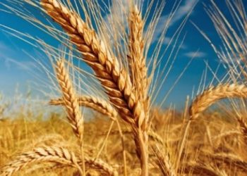 Cu toate că recolta de cereale din Găgăuzia va fi bună, ea va acoperi doar o parte din pierderile agricultorilor de anul trecut, din cauza majorării prețului la carburanți | VIDEO