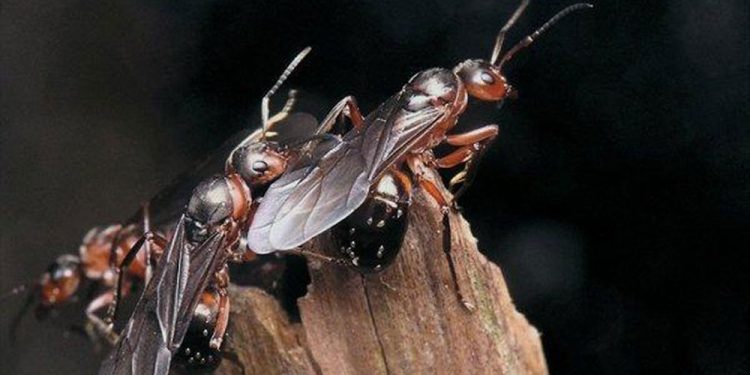 Перед финалом Евро-2020 в Лондоне — нашествие летающих муравьев