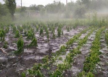 Sute de hectare de culturi agricole, afectate de ploile din ultimele zile