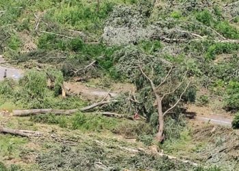 Peste 170 de copaci au fost defrișați lângă parcul ”La Izvor”. Pretor, primar și compania privată de construcție implicate în scandal | VIDEO