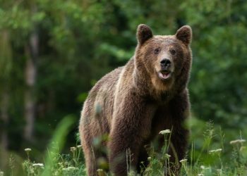 Trei persoane atacate de un urs în România