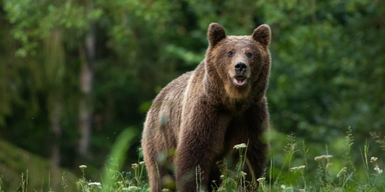 Trei persoane atacate de un urs în România