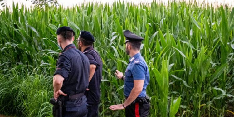 Două tinere ucise în lanul de porumb, strivite de o combină agricolă. Una din ele a apucat să sune la 112