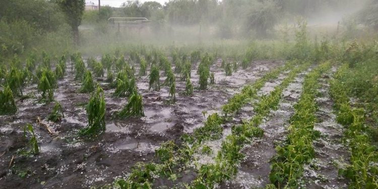 Consecințe în urma ploilor: Acoperișuri distruse, drumuri spălate și sute de hectare de teren, inundate