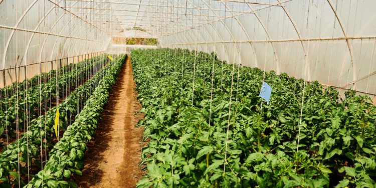 Moldovenii care desfășoară o muncă sezonieră agricolă în Germania vor avea aceleași drepturi de muncă ca și lucrătorii locali