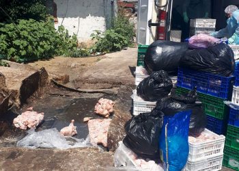 В Бельцах выявили 1,6 тонны заражённого сальмонеллой куриного мяса | FOTO