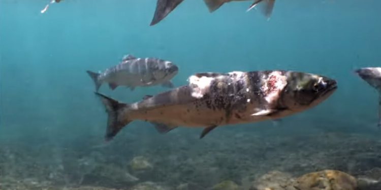 Dezastru ecologic în nord-vestul Pacificului: Mai mulți somoni aproape s-au „prăjit” de vii din cauza temperaturilor ridicate | VIDEO