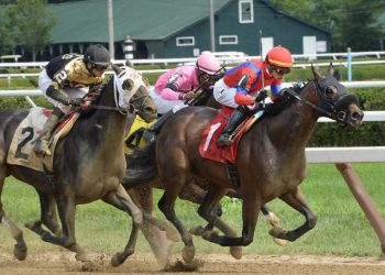 Mii de cai de curse tineri sunt uciși cu cruzime la un abator din Marea Britanie după ce nu mai pot participa la competiții