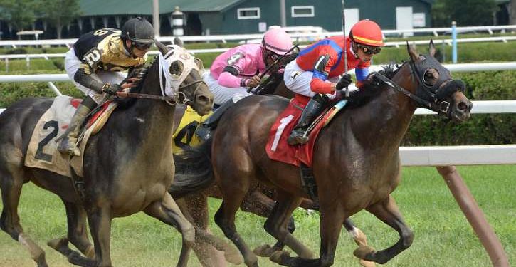 Mii de cai de curse tineri sunt uciși cu cruzime la un abator din Marea Britanie după ce nu mai pot participa la competiții