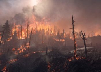 В результате лесных пожаров в Алжире погибли 42 человека