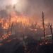 В результате лесных пожаров в Алжире погибли 42 человека