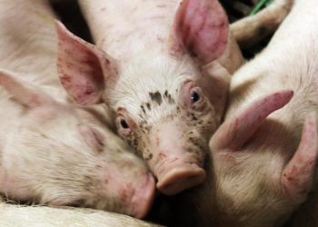 В Леовском районе выявили случай африканской чумы свиней