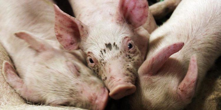 В Леовском районе выявили случай африканской чумы свиней