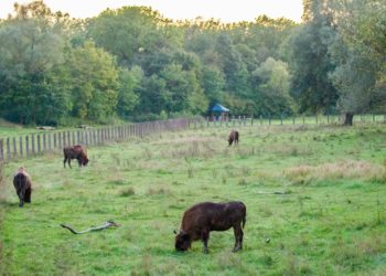 В Молдавском заповеднике родился детеныш зубра