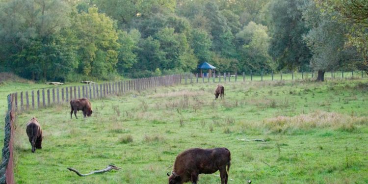 В Молдавском заповеднике родился детеныш зубра