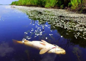 В Украине на Херсонщине люди собирают рыбу руками и лопатами