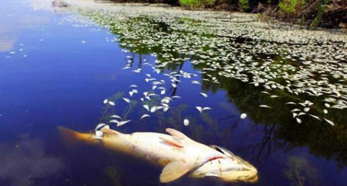 В Украине на Херсонщине люди собирают рыбу руками и лопатами