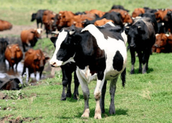 Фермерам выплатят субсидии на содержание коров, коз и овец